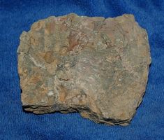 Selilienteile versteinert