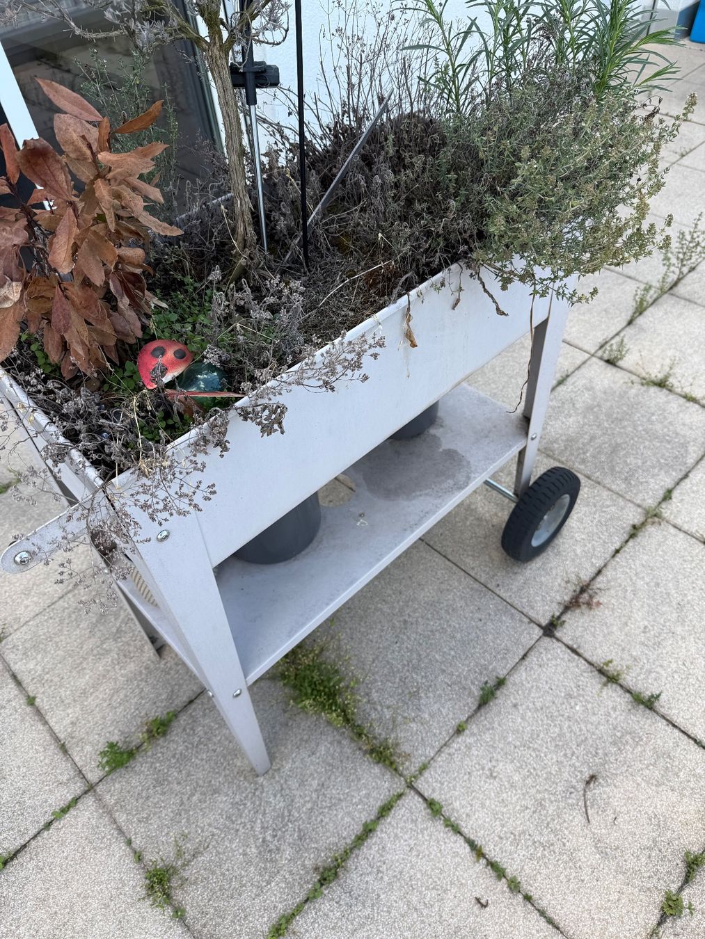 Blumentöpfe: Töpfe – Gebraucht aus Glattpark(Opfikon) von dav_prl7 5