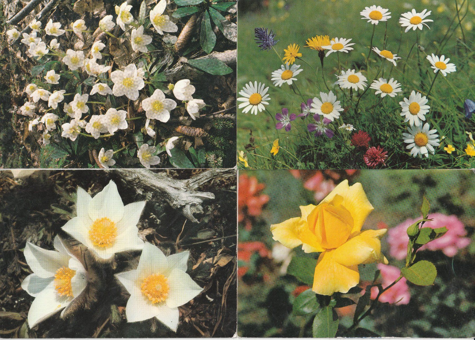 Cartoline postali: 40 Blumenkarten – Usato da Lumbrein venduto da made02 2
