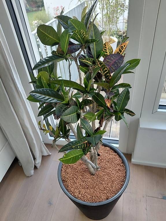 Piante & sementi: Tropische Codiaeum Croton Pflanze – Usato da Binningen venduto da eli_rcf2 3
