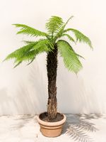 Baumfarn ( Dicksonia antarctica) 180cm