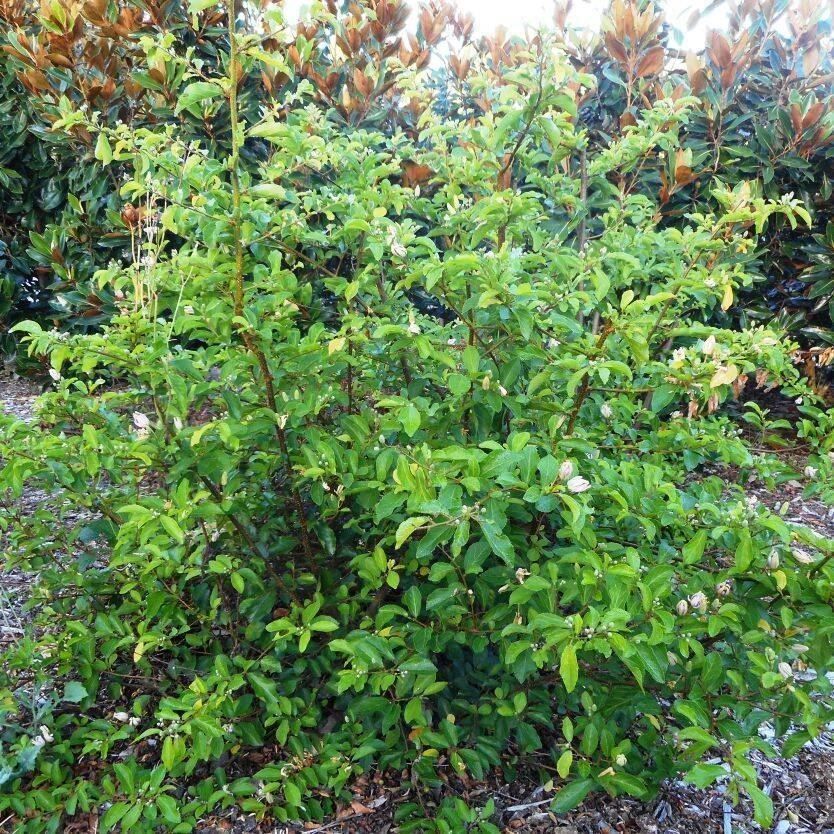 Piante & sementi: Grewie occidentale - Raisin de Karoo – Nuovo (secondo la descrizione) da Bremblens venduto da FIBONACCI369 5