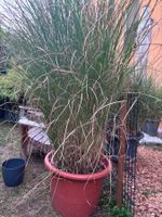 Grosses Gras/Chinaschilf (Miscanthus sin. 'Gracillimus')