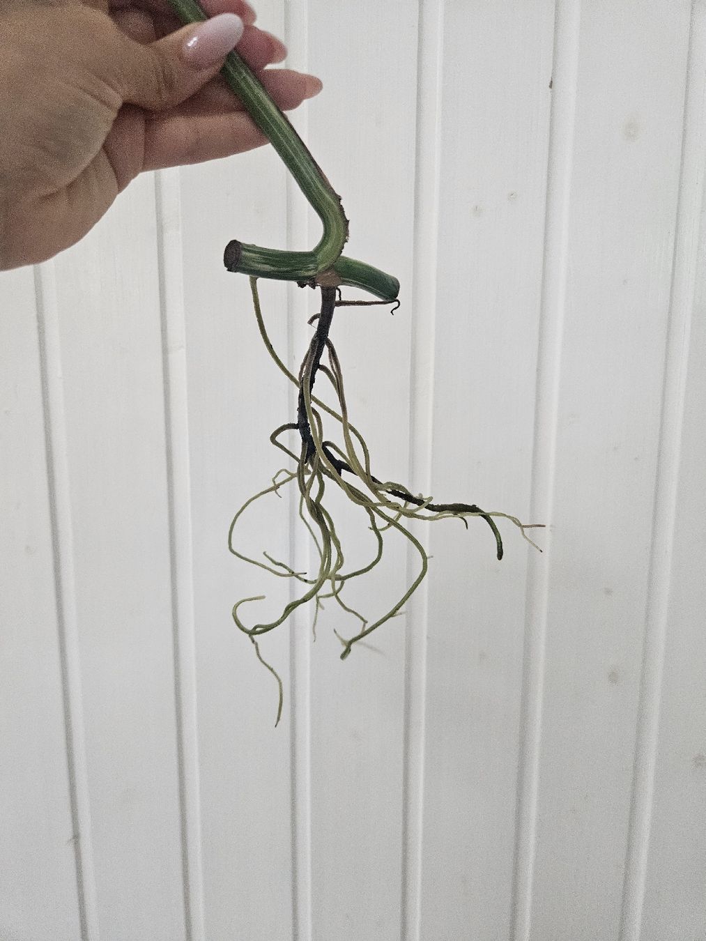 Pflanzen & Samen: Monstera Deliciosa " Variegata" Steckling – Neu (gemäss Beschreibung) aus Morbio Superiore von kho_zdz8 2