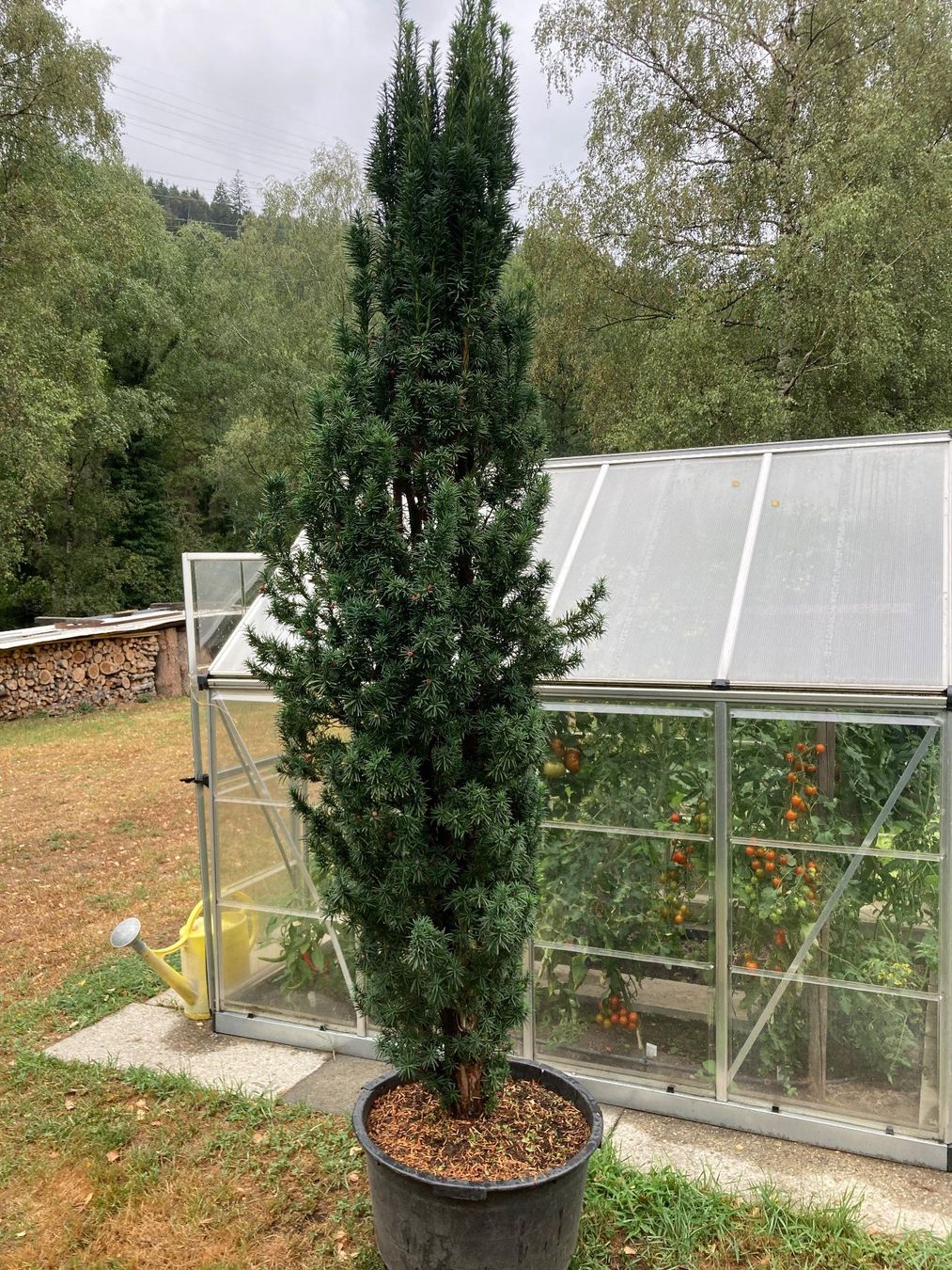 Plantes & graines: Säuleneibe – Neuf (Voir description) à Rhäzüns par Eibe07 3