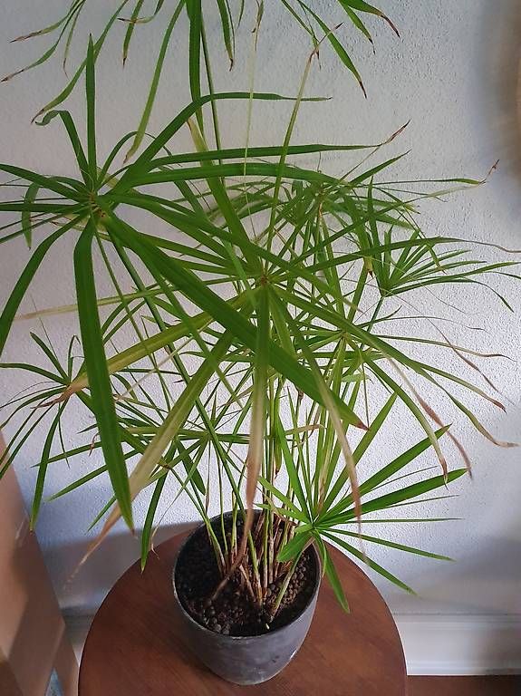 Pflanzen & Samen: Papyrus  – Gebraucht aus Olten von stritten