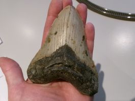 StarRecordsGmbH: Megalodon-Zahn / 12,5 cm / mit Zertifikat