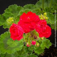 Pelargonium Viva Rosita - seltene "Rosenknospen-Pelargonie"