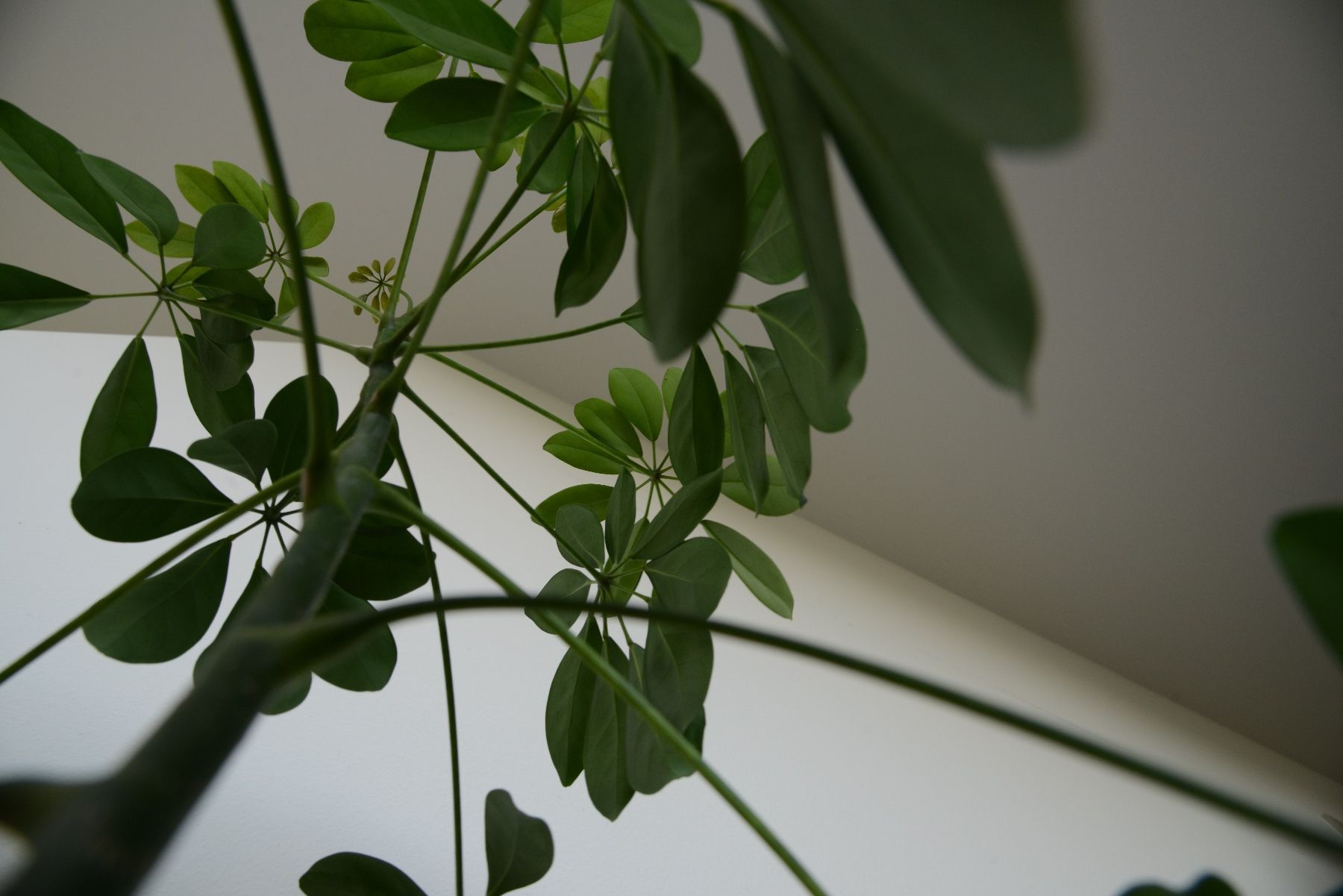 Pflanzen & Samen: Strahlenaralie/Schefflera – Gebraucht aus Basel von fer_cs78 3