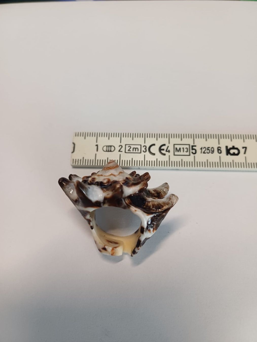 Ringe: Wunderschöner, grosser, echter Muschelring – Gebraucht aus Urnäsch von G.Kertscher 5