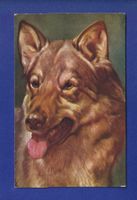 CHIEN / HUND