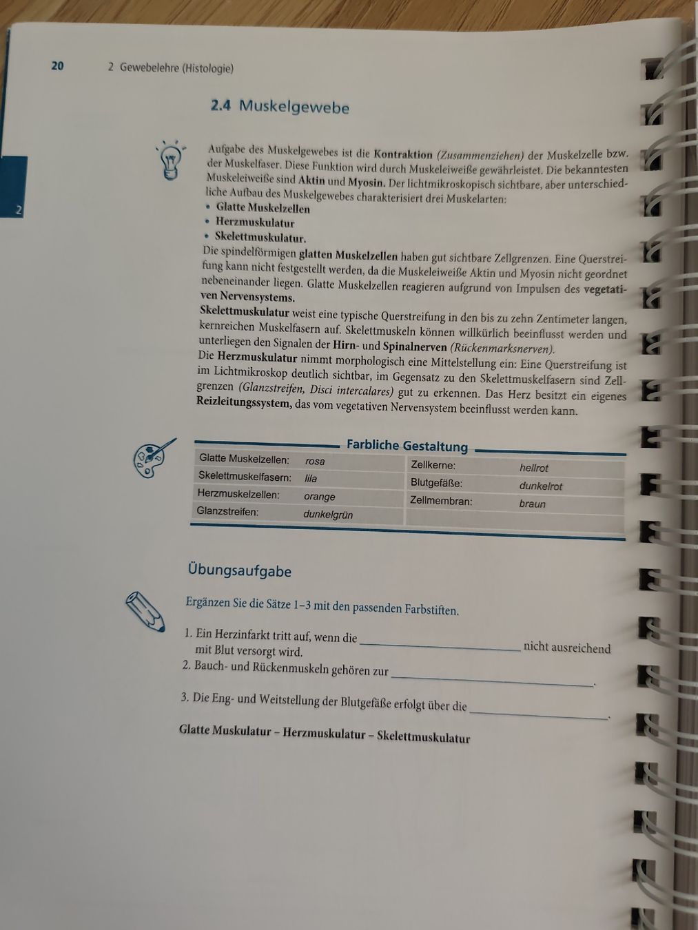 Libri: Anatomie zum Malen vom Elsevier Verlag  – Usato da Adliswil venduto da Rlila 3