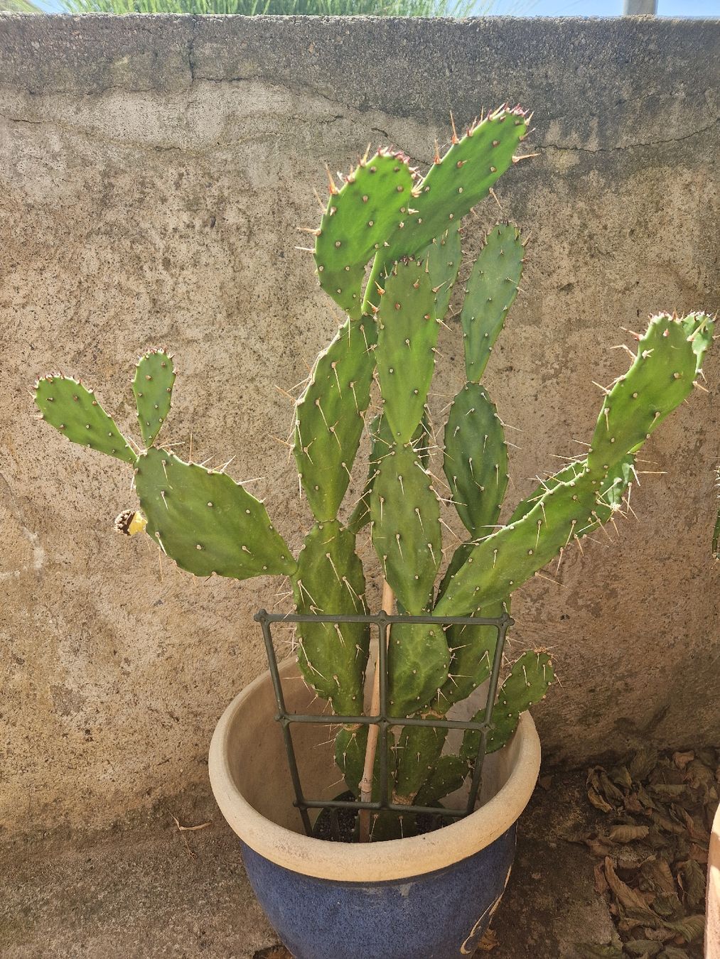 Piante & sementi: Kaktus Opuntia – Usato da Triengen venduto da KittyKat6