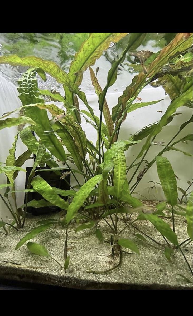 Piante & sementi: Cryptocoryne hudoroi Aquarienpflanzen – Usato da Merenschwand venduto da vin_p6jy 4