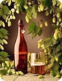 Pflanzen & Samen: HOUBLON  PLANT  15-20cm – Neu (gemäss Beschreibung) aus Bremblens von FIBONACCI369 1