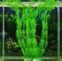 Lange Pflanze für Aquarium - Longue plante aquarium