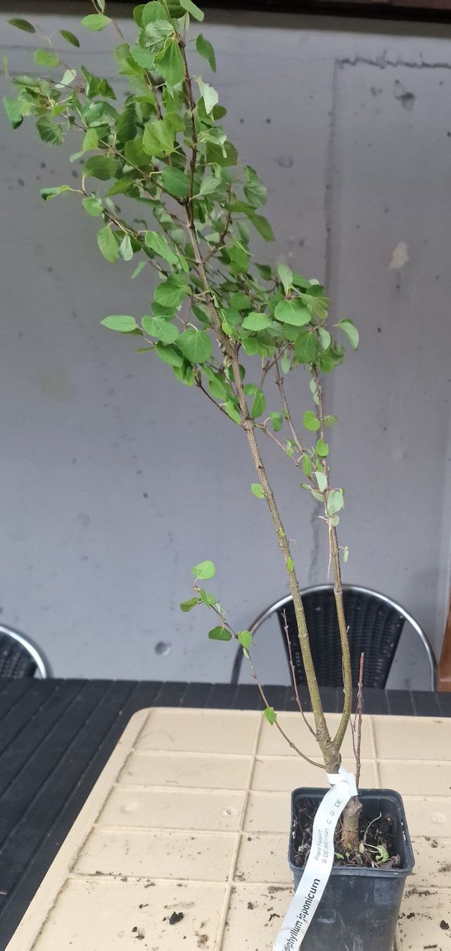 Piante & sementi: Cercidiphyllum japonicum - Lebkuchenbaum – Usato da Uerkheim venduto da Justi.y 1