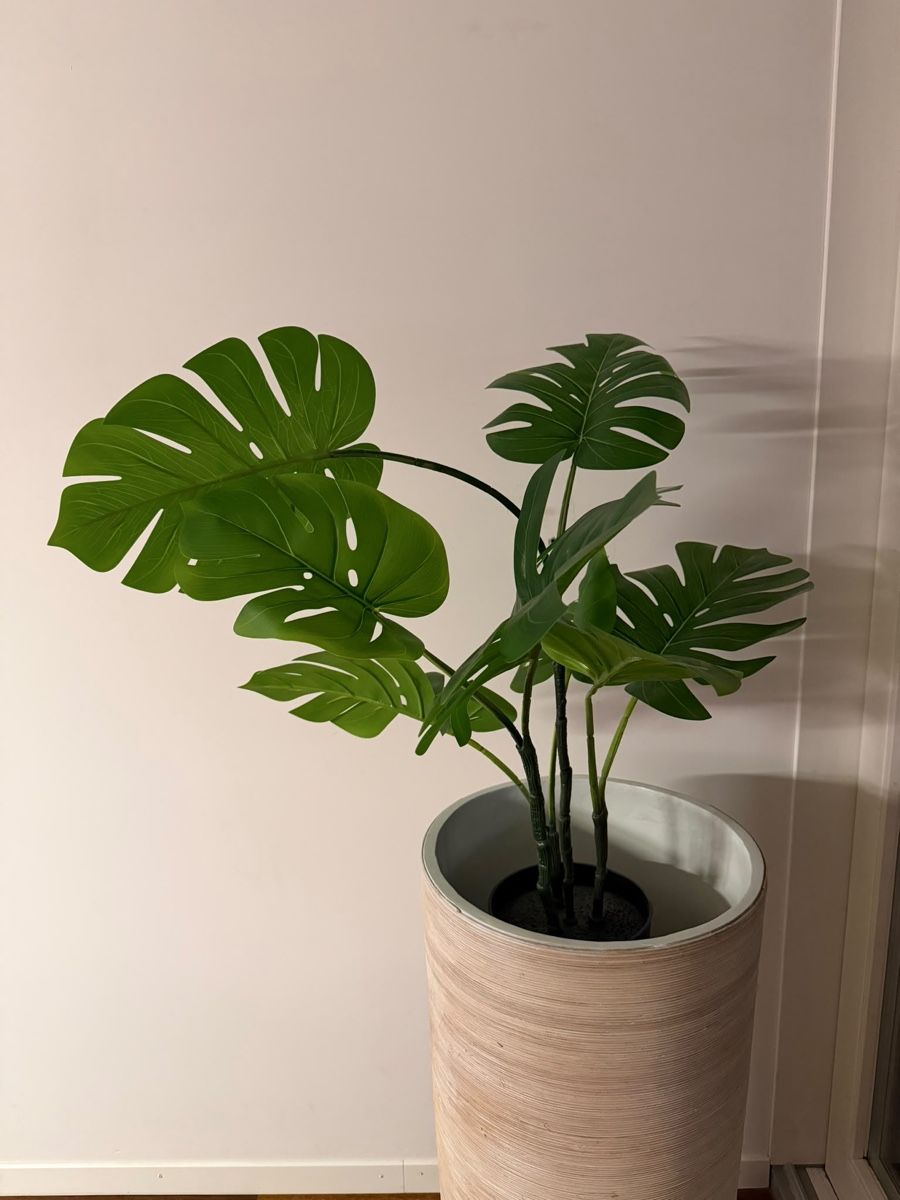 Tutte le decorazioni: Künstliche Monstera Pflanze  – Usato da Uster venduto da patriziabee 1