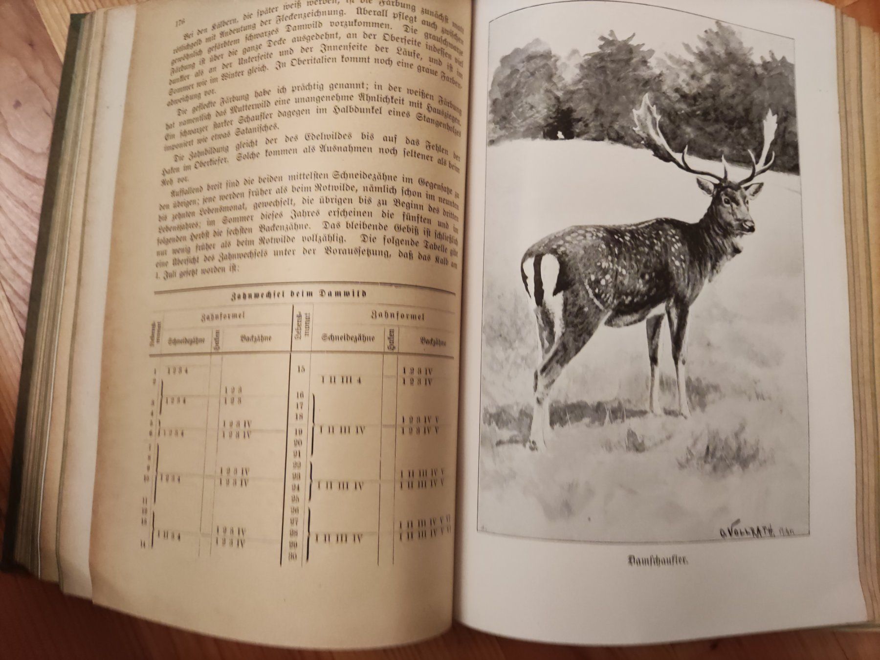 Bücher: Die hohe Jagd 1920 Paray Berlin 4. Auflage – Gebraucht aus Solothurn von Csw1 7