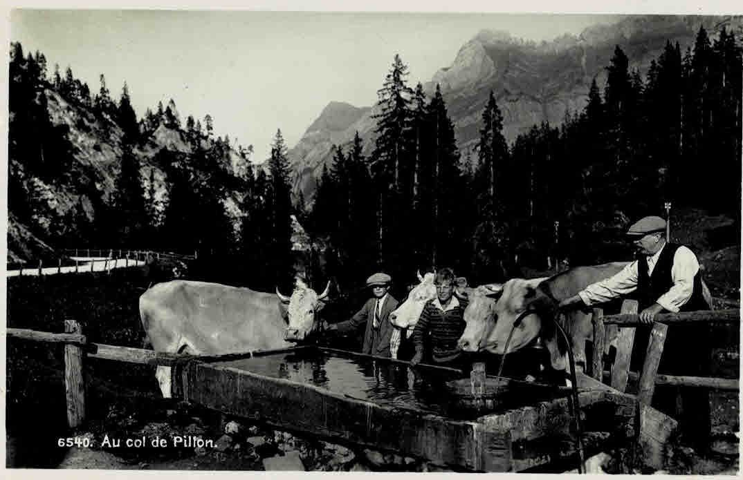 Cartes postales: Colde Pion tränken der Kühe – D'occasion à Sulz AG par Oberdanne8