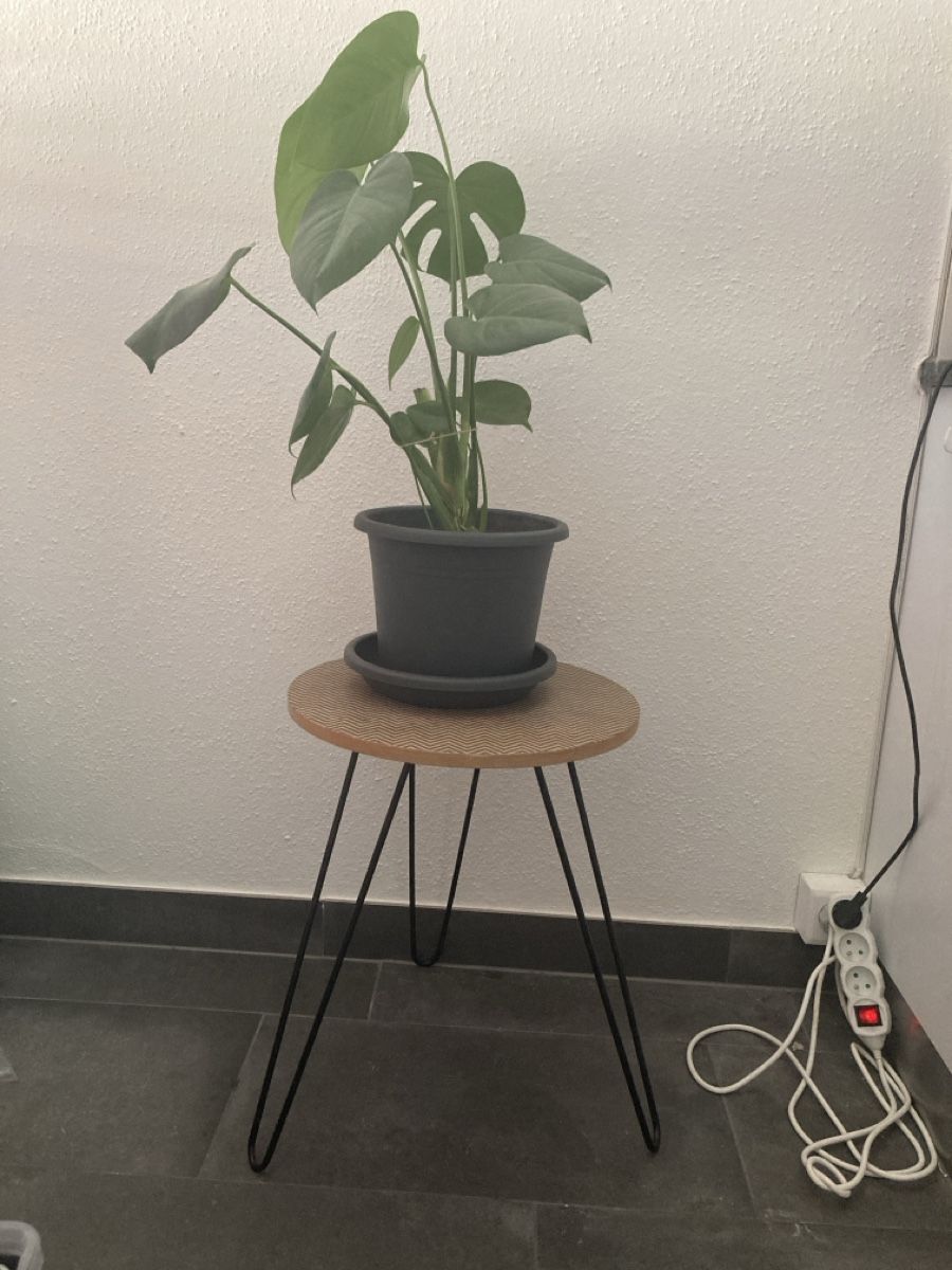 Plantes & graines: Monstera Blume – Neuf avec emballage d'origine à Basel par edy_78pd 1