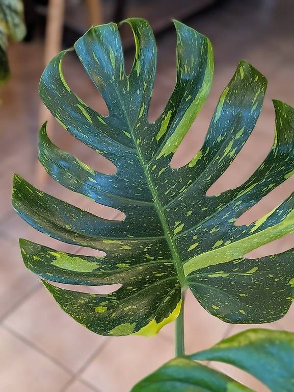 Pflanzen & Samen: Monstera Deliciosa Electrolyte/ Electrolight Variegata – Neu (gemäss Beschreibung) aus Faulensee von plantmama 1