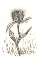 Zeichnung: Blumenstrahlen