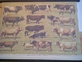 Alte Schultafel Kühe, Rinder - Wandbild, Top Zustand!