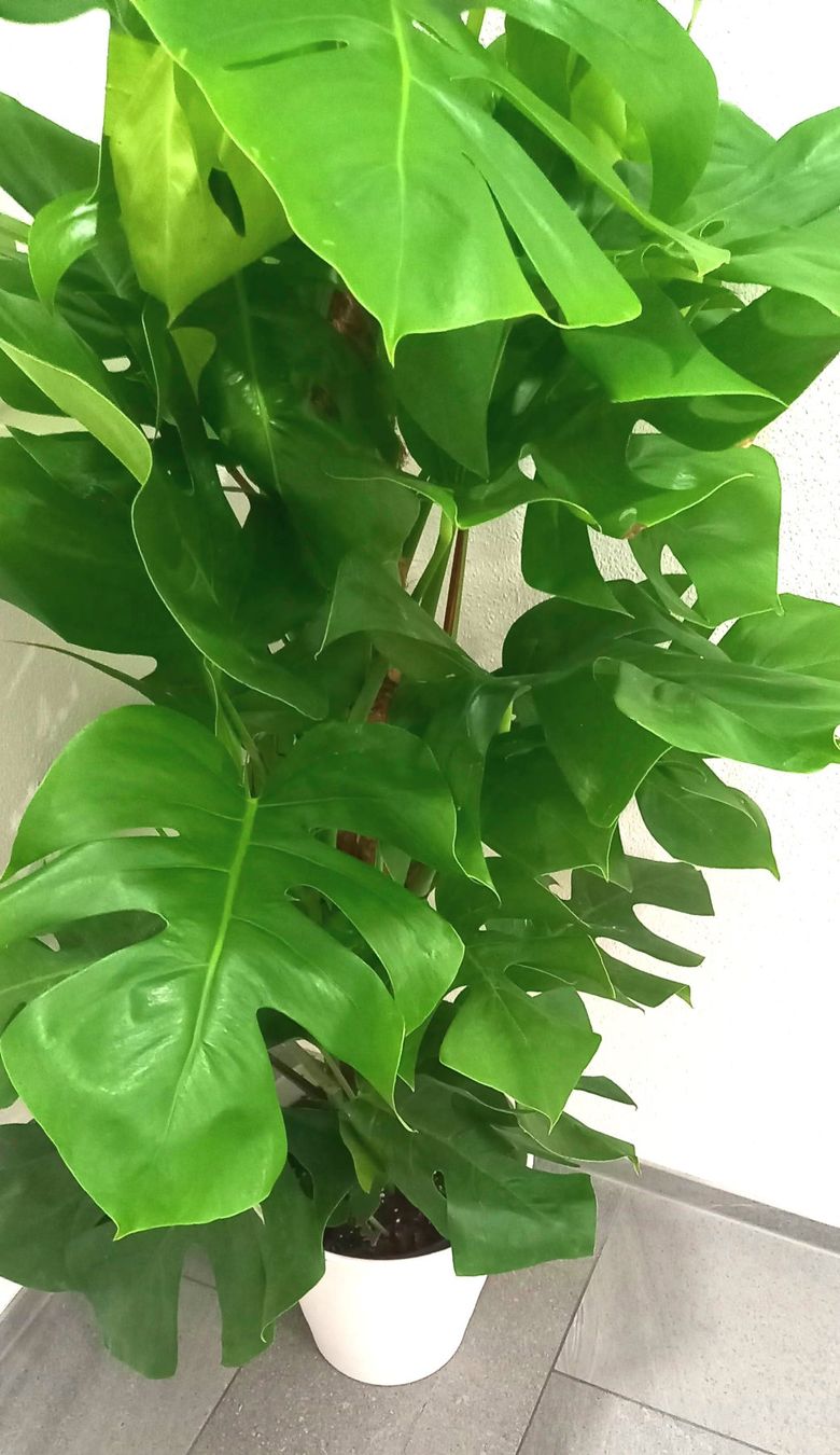 philodendron scandens gold Philodendron Cordatum Gold