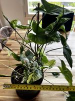 Syngonium Albo Variegata – Große, gut gewachsene Pflanze