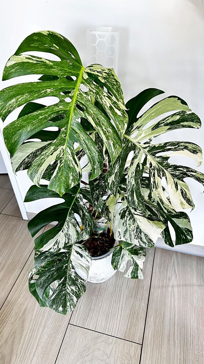 cream splash philodendron Philodendron Cream Splash – whiteleafplants main image 0