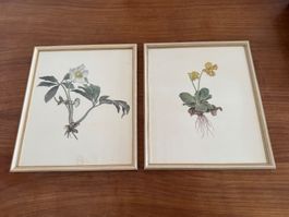 2er Set Bilderrahmen Holz (28.5 x 33.5cm) Blumenmotive