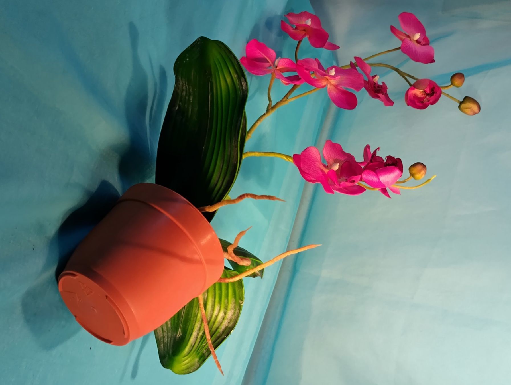Piante & sementi: Phalaenopsis im Topf, pink, H: 58cm – Usato da Bellach venduto da JingleCherry 4