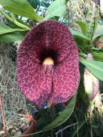 Aristolochia gigantea - Riesenblüten! 20 Samen