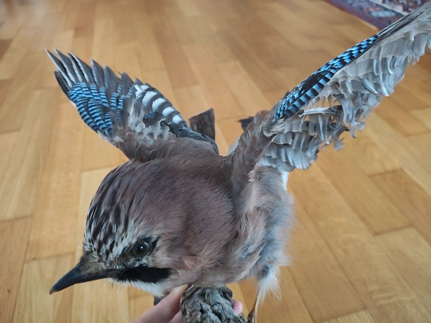 Il mondo degli animali: Vogelpräparat - Eichelhäher – Usato da Zug venduto da fio_gm7f 1
