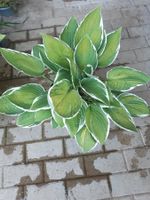 Hosta, Funkie 2 farbig, frisch umgepflanzt