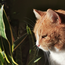 Profile image of sarubo