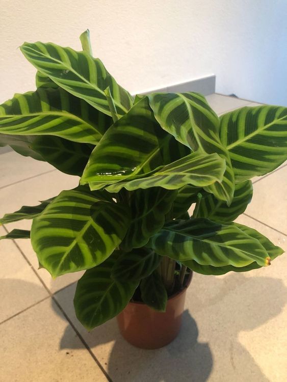CALATHEA ZEBRINA BLANCO Zierpflanze 40cm Kaufen auf Ricardo