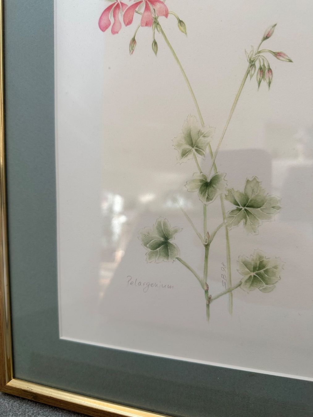 Tableaux: Sue Bartrop Botanical Art Sydney Pelargonium 1998 – D'occasion à Stettfurt par 2442 1