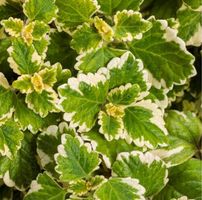 Weihrauchpflanze, Mottenkönig, Plectranthus / PFLANZE