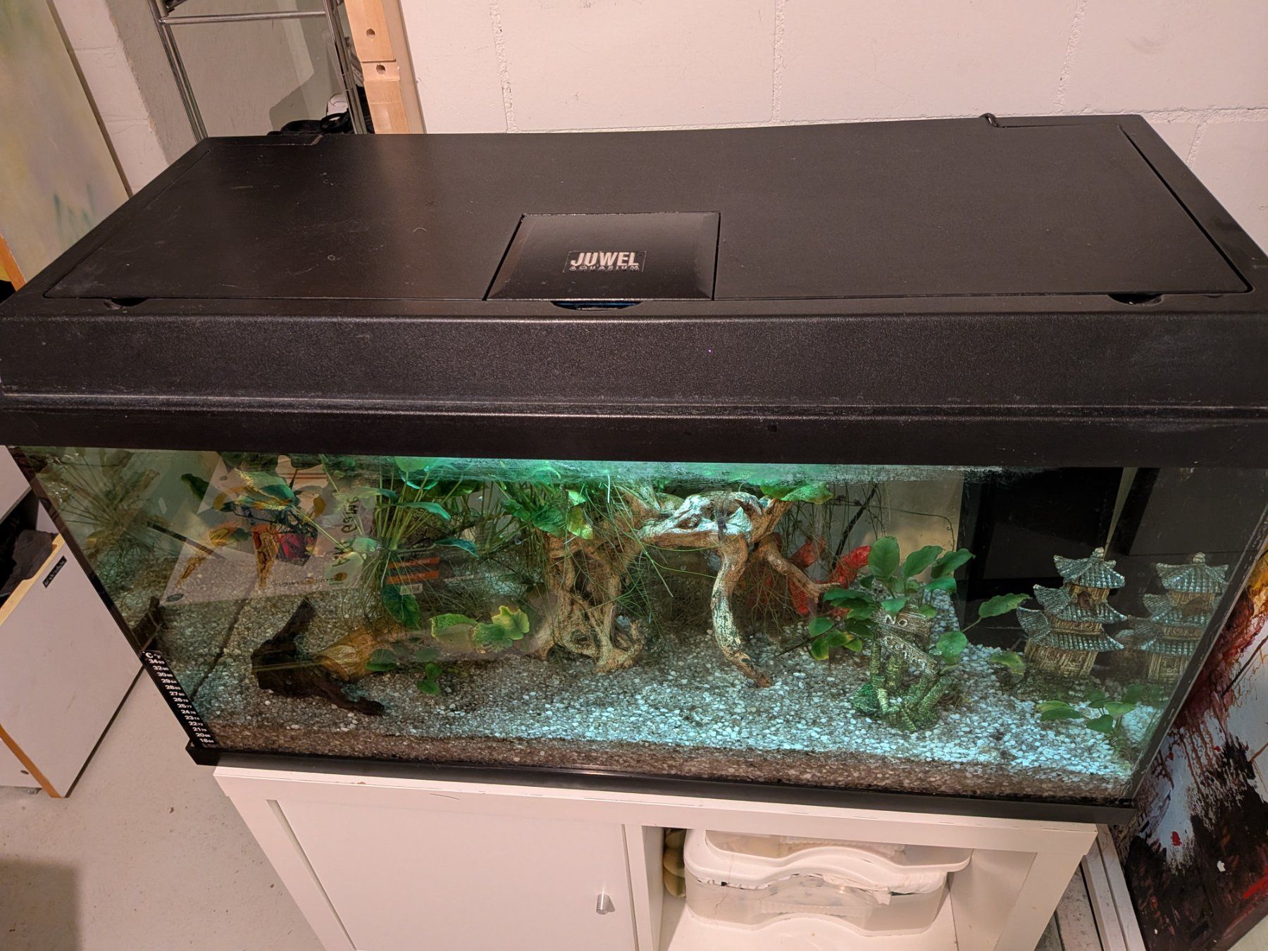 Juwel Aquarium: Aquarium 110l eingelaufen – Gebraucht aus Kloten von Struppensack 1