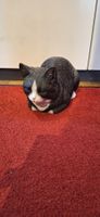 Deko Katze