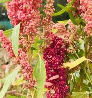 100 SAMEN GRAINES SEMI SEEDS Quinoa