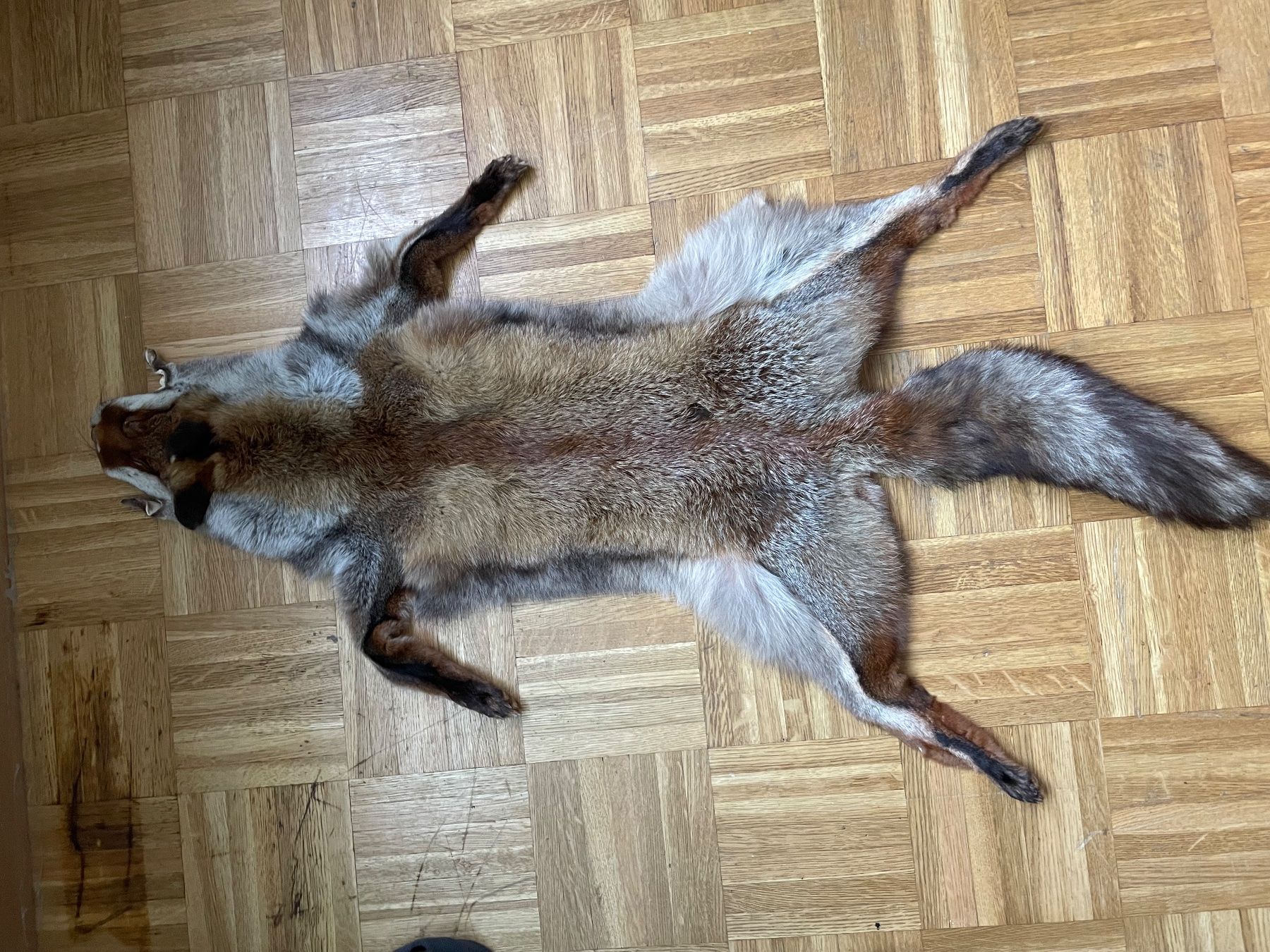 Il mondo degli animali: Peau de renard authentique – Usato da Meyrin venduto da sul_v67f