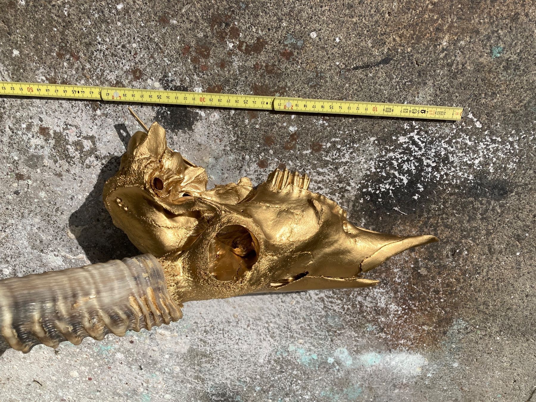 Il mondo degli animali: Wasserbock Trophäe 3 – Usato da Grosswangen venduto da arum01 2