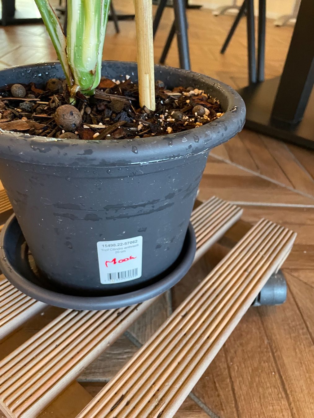 Pflanzen & Samen: Monstera Thai Constellation – Neu (gemäss Beschreibung) aus Steinhausen von CHANH-PHAP 1