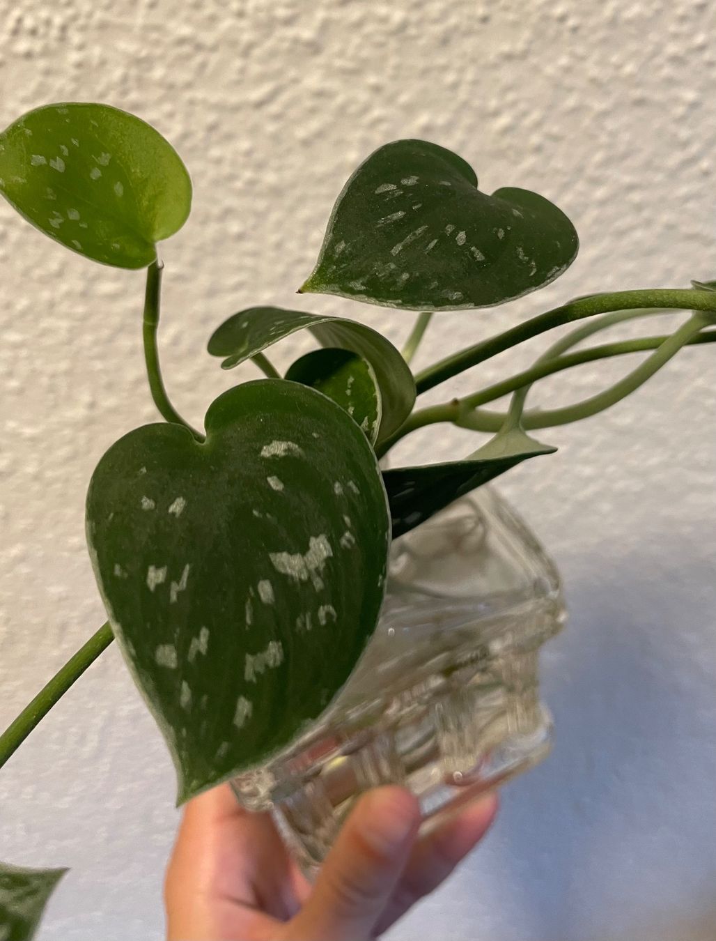 Plantes & graines: Silberne Efeutute Stecklinge – D'occasion à Zürich par mar_xfn9
