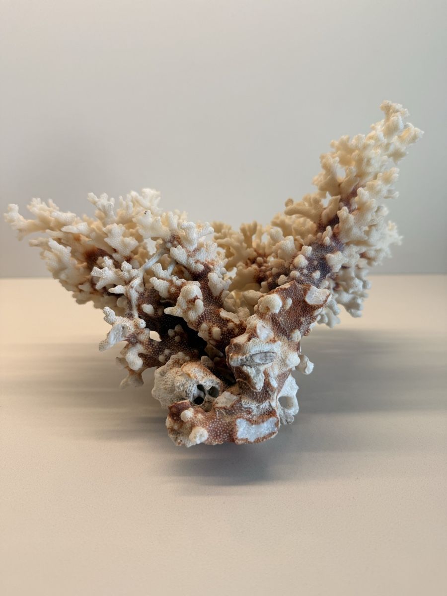 Fossili: Wunderschöne echte weisse Koralle vollkorallenbaum – Usato da Staad SG venduto da Chirrari 3