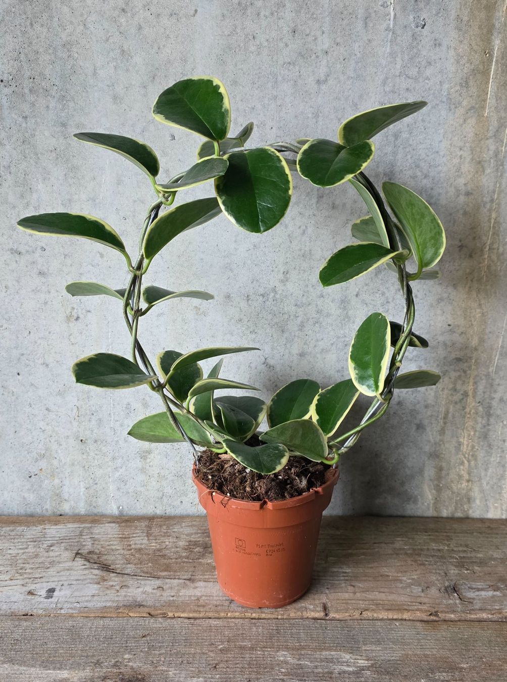 Pflanzen & Samen: Hoya australis Blondie – Gebraucht aus St.Erhard von Plumilandschweiz 1