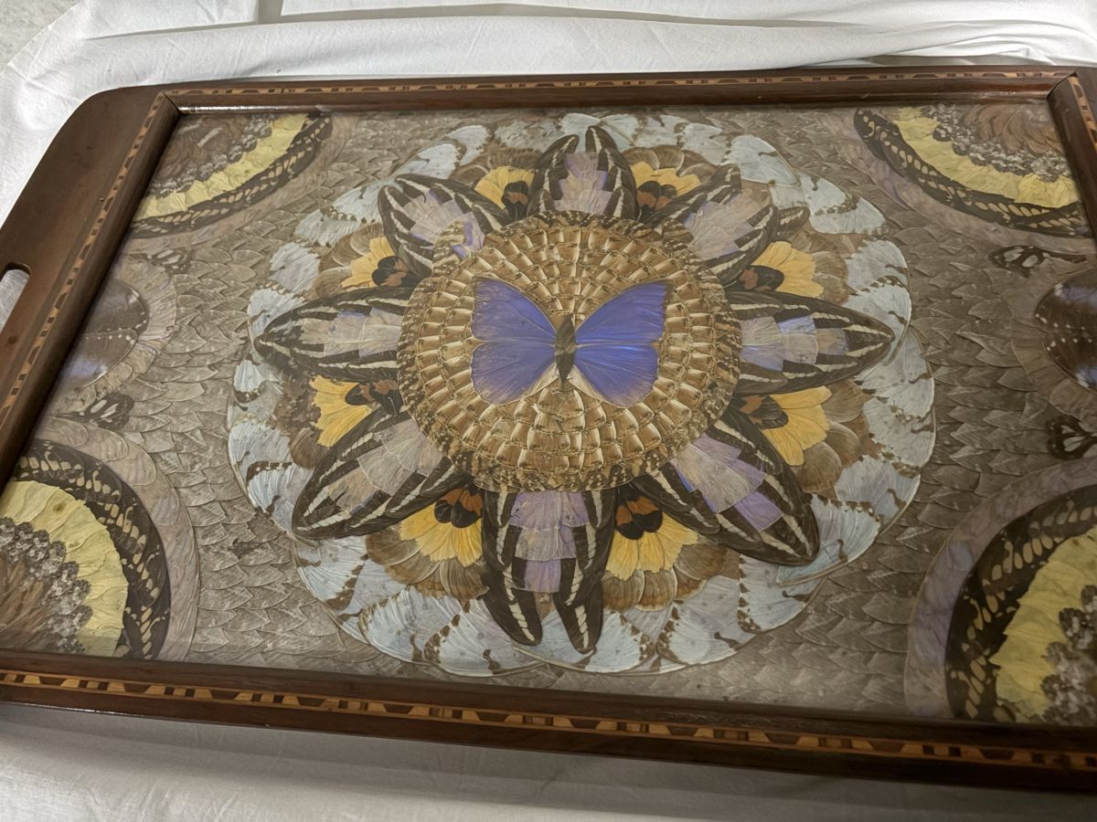 Poster & Bilder: Brasilianisches Morpho Schmetterlingsflügel-Tablett – Gebraucht aus Schlieren von pauley102 4